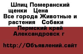 Шпиц Померанский щенки › Цена ­ 25 000 - Все города Животные и растения » Собаки   . Пермский край,Александровск г.